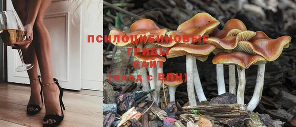 ПСИЛОЦИБИНОВЫЕ ГРИБЫ Елабуга
